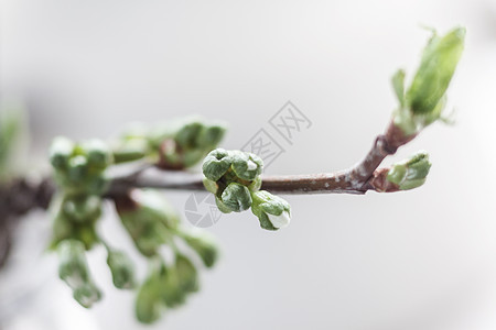 新樱桃 苹果树枝 与年轻的芽和叶子 在S天空季节生活植物生长植物群阳光果园花瓣水果图片