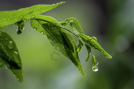 在树叶的尽头 有小滴附着在水中图片