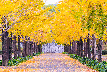 Ginkgo 路季节树叶环境大学城市植物旅行大街树木公园图片