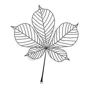 在白色背景隔绝的等高板栗叶子 您设计的的秋季元素 单色矢量图图片