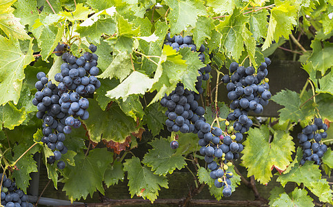 一大堆蓝葡萄水果浆果时令甜点食品花园藤蔓绿色红藤植物图片