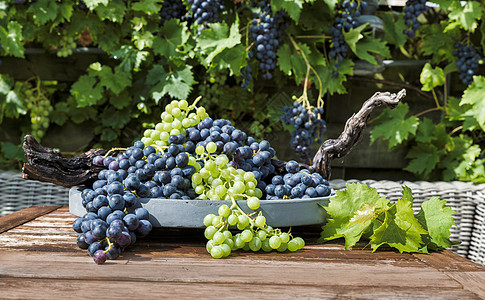 一大堆蓝白葡萄和白葡萄水果浆果绿色黑色蓝色红藤雨滴植物时令花园图片