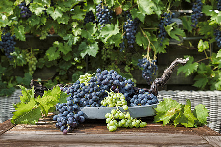一大堆蓝白葡萄和白葡萄浆果红藤甜点食品雨滴花园蓝色绿色时令白色图片