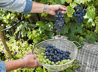 妇女忙于切葡萄的食品藤蔓红藤绿色浆果蓝色花园收割者水果女士图片