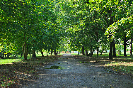 公园沥青通道周围有树木 夏季时间图片