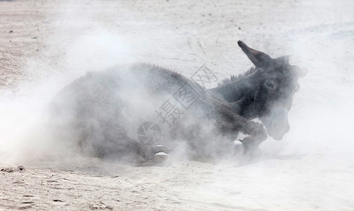 成年驴在沙土中滚滚滚尘土母亲休息滚动海滩灰尘农场太阳图片