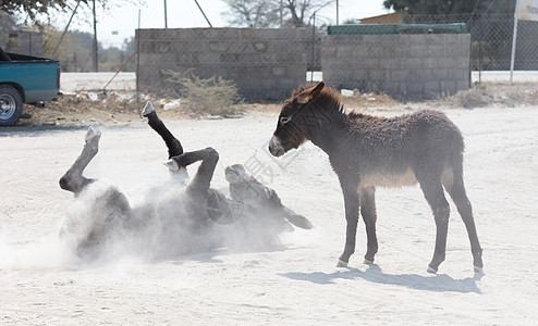 成年驴在沙土中滚滚滚太阳海滩农场休息灰尘母亲滚动孩子尘土图片