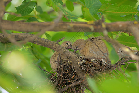 年轻的小鸽子史黛普洛皮利亚叶子夫妻栖息花园依恋羽毛野生动物灰色动物婴儿图片