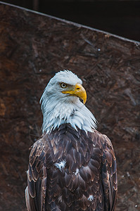 秃鹰的肖像手腕毛皮胸部移民学生捕食者下巴鱼鹰贪婪动物图片