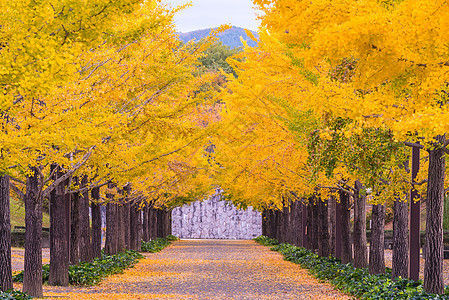 Ginkgo 路花园森林树木植物大学万代街道叶子季节旅行图片