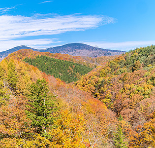 中津川福岛秋天溪流森林峡谷树叶叶子旅行绿色红色游客季节图片