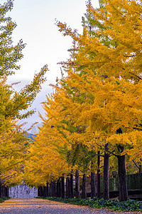 Ginkgo 路大街旅行树叶公园万代本乡校园森林树木花园图片