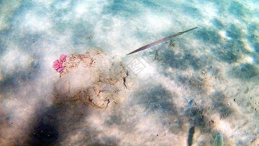 鱼外科动物 Seabreams和在光亮的c周围游泳鲷鱼蓝色障碍生活情调异国鲈形目鼠科旗尾荒野图片