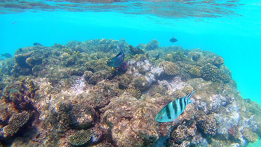 鱼外科动物 Seabreams和在光亮的c周围游泳异国浅滩富豪浮潜调色板热带珊瑚旗尾障碍鲷鱼图片