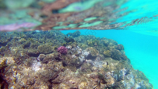 鱼外科动物 Seabreams和在光亮的c周围游泳海洋浮潜潜水调色板富豪珊瑚医生情调动物群热带图片