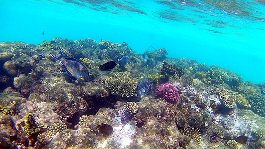 鱼外科动物 Seabreams和在光亮的c周围游泳浮潜浅滩珊瑚热带动物群鼠科障碍医生鲷鱼鲈形目图片
