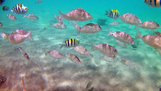 鱼外科动物 Seabreams和在光亮的c周围游泳野生动物蓝色鲷鱼富豪异国生活障碍海洋情调鲈形目图片