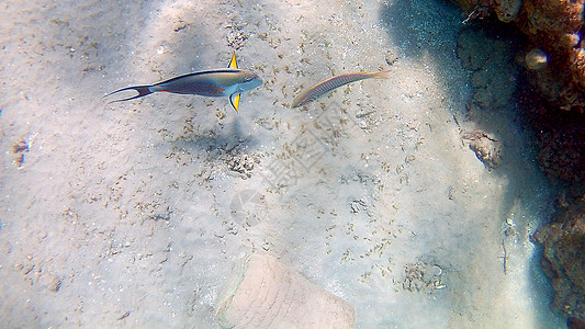 鱼外科动物 Seabreams和在光亮的c周围游泳障碍荒野蓝色异国珊瑚潜水鼠科浅滩调色板海洋图片