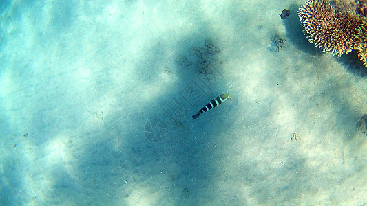 鱼外科动物 Seabreams和在光亮的c周围游泳异国鲷鱼潜水调色板富豪鲈形目珊瑚蓝色障碍热带图片