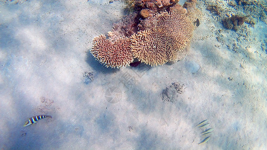 鱼外科动物 Seabreams和在光亮的c周围游泳富豪珊瑚荒野鼠科医生鲈形目情调异国潜水障碍图片
