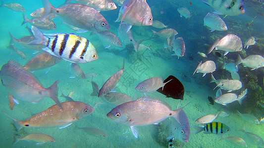 鱼外科动物 Seabreams和在光亮的c周围游泳浮潜调色板鼠科情调鲷鱼荒野动物群医生旗尾海洋图片