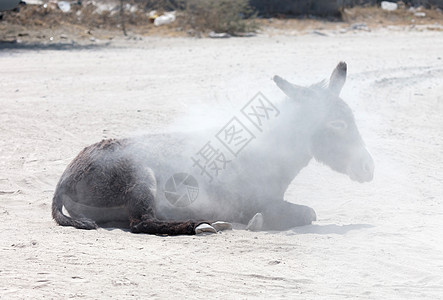 成年驴在沙土中滚滚滚农场休息尘土母亲滚动灰尘海滩太阳图片