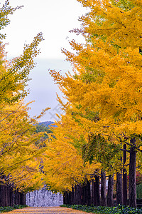 Ginkgo 路旅游环境花园万代叶子本乡公园大学校园森林图片