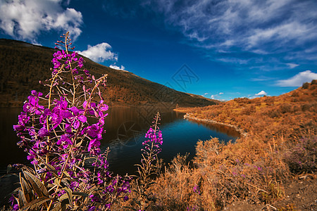 阿尔泰山湖晴天旅游针叶林生态顶峰自然反射松树山脉环境图片