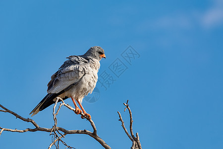 在纳米比亚非洲野生动物Etosha(Etosha)图片