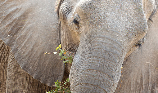 非洲大象吃食耳朵食草象牙树干鼻类妈妈动物皮肤獠牙图片