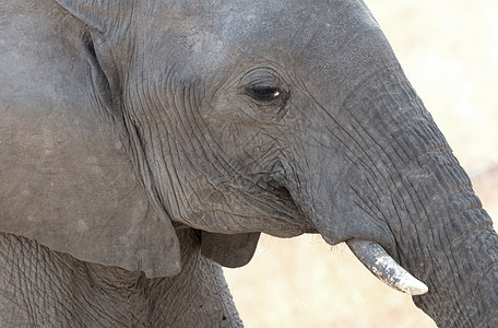 非洲大象吃食动物耳朵鼻类妈妈象牙獠牙皮肤树干食草图片