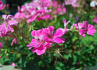 用粉红色花朵盛开的家用小屋阳台植物学盆栽季节绿化草本植物绿色植物花瓣房子花盆图片