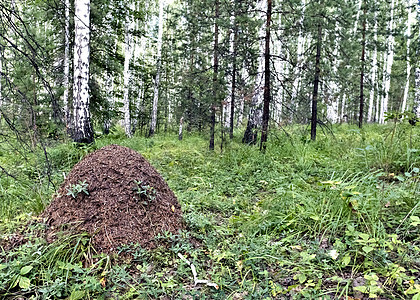夏季森林中的大丘陵叶子松树树干动物野生动物树木绿色蚂蚁昆虫爬坡图片