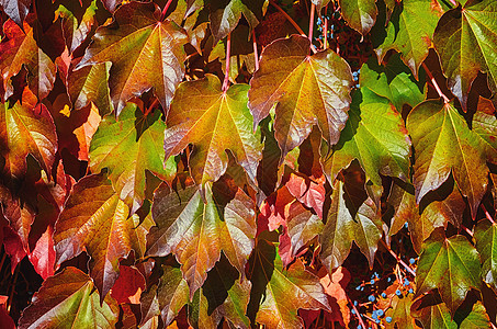 弗吉尼亚克里珀人卷须藤本植物多叶种植者树叶木本生态爬行者叶子环境图片