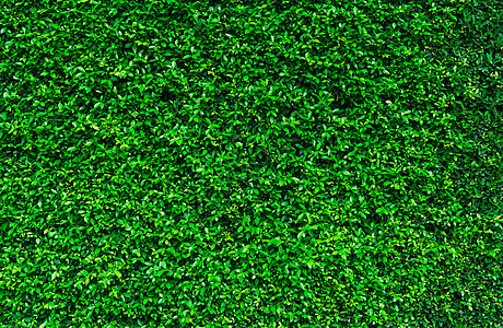天然绿叶背景 自然壁纸 生态墙 夏天的背景 绿叶纹理 灌木或灌木修剪 有机化妆品的背景 绿色花园对冲图案土地场地环境院子衬套树篱图片