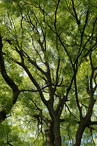 绿色树枝背景图片