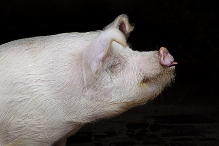 猪猪肉好奇心鼻子动物熏肉小猪稻草庇护所耳朵家畜图片