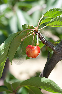 红树浆果甜食红色健康饮食美食家水果食物图片