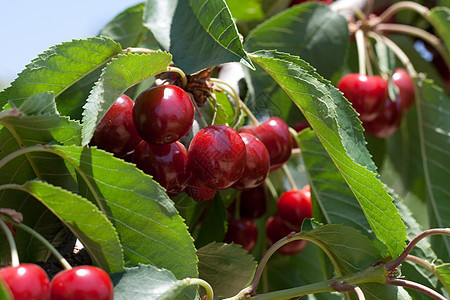 红树健康饮食红色食物美食家甜食水果浆果图片