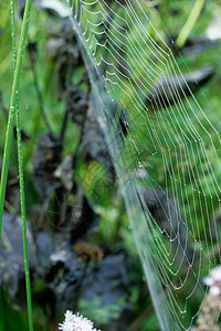 蜘蛛网网络水珠绿色蜘蛛图片
