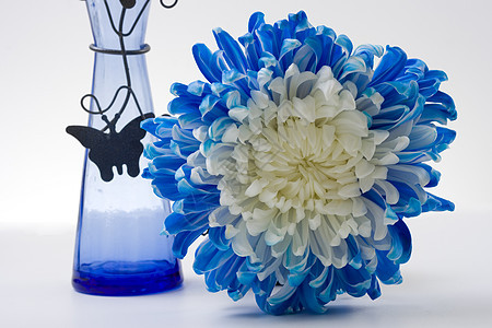 蓝色和白色蝴蝶花瓶蓝调背景图片