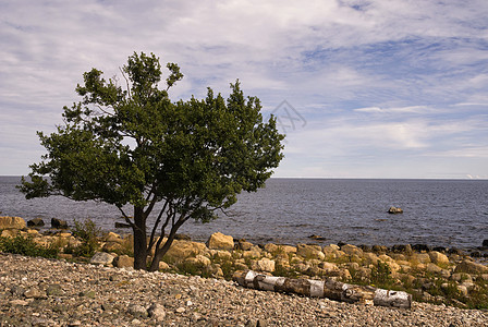博特尼亚海岸的树图片