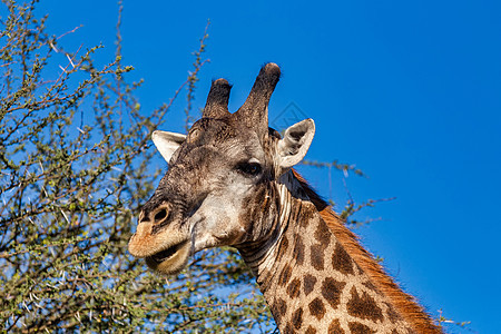 南非长颈鹿 非洲野生野生动物蓝色成人大草原衬套脖子动物食草天空公园热带图片