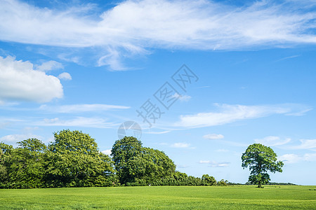 春天的绿树和蓝天空图片