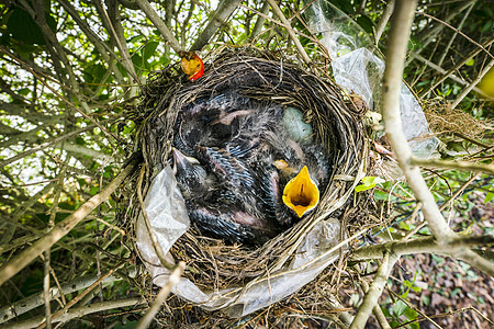 上面的小鸟 新孵化的黑鸟图片