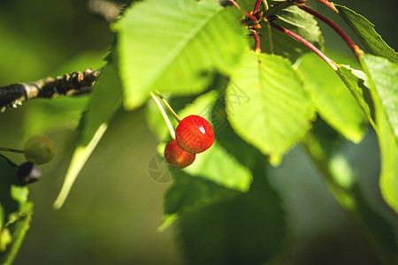 一棵树上两个红樱桃莓图片