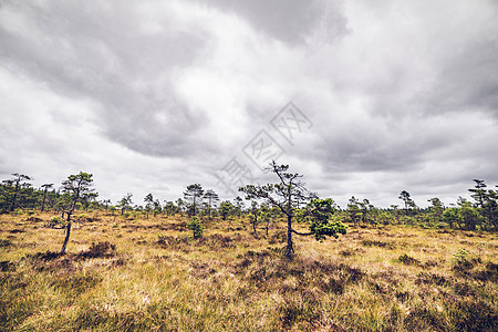 小松树的荒野风景图片