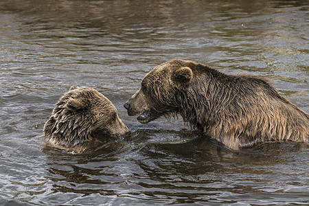 两只棕熊在湖里玩图片