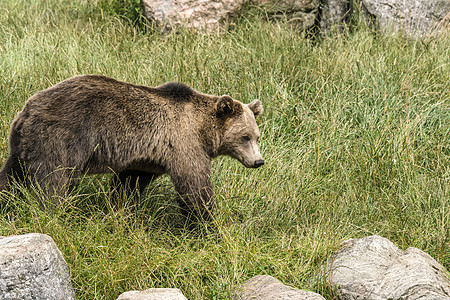 棕熊在春天的绿草地上图片