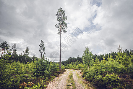 斯堪的纳维亚森林中的自然足迹图片